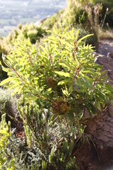 Protea lepidocarpodendron