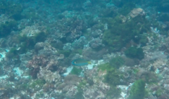 Anampses elegans