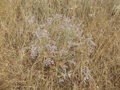 Limonium gmelinii