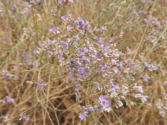 Limonium gmelinii