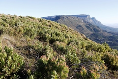Protea lepidocarpodendron