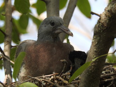 Columba palumbus