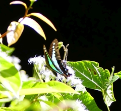 Graphium teredon