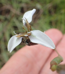 Moraea brevistyla