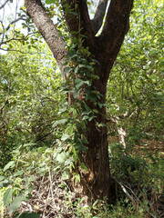 Rhynchosia albae-pauli