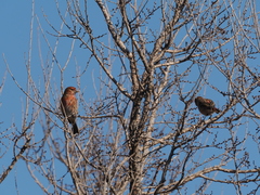 Carpodacus