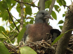 Columba palumbus