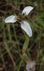 Moraea brevistyla
