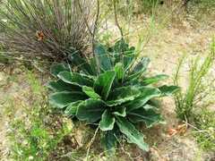 Lichtensteinia trifida