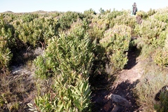 Protea lepidocarpodendron
