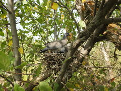 Columba palumbus