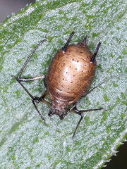 Macrosiphoniella