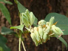 Rhynchosia albae-pauli