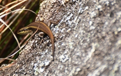 Trachylepis mlanjensis
