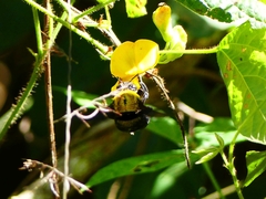 Xylocopa ruficornis