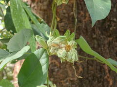 Rhynchosia albae-pauli