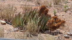 Aloe claviflora