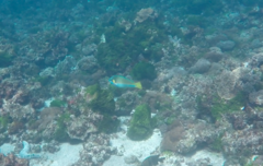 Anampses elegans