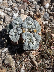 Psathyrotes ramosissima