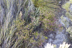 Erica multumbellifera