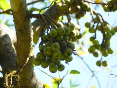Ficus racemosa