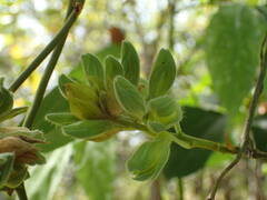 Rhynchosia albae-pauli