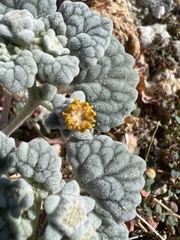 Psathyrotes ramosissima