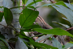 Tamiops mcclellandii