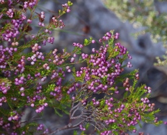 Erica multumbellifera