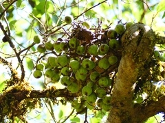 Ficus racemosa