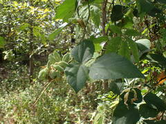 Rhynchosia albae-pauli