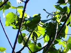 Ficus racemosa
