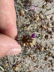 Psorothamnus emoryi emoryi