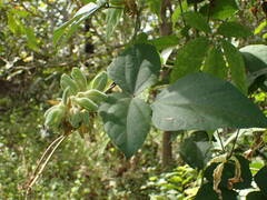 Rhynchosia albae-pauli