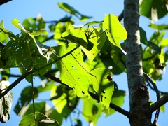 Ficus racemosa