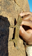 Pachydactylus kladaroderma