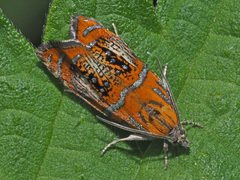 Olethreutes arcuella