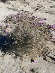 Psorothamnus emoryi emoryi