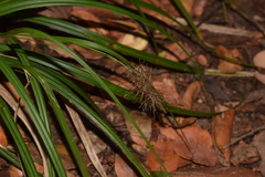 Carex erinacea