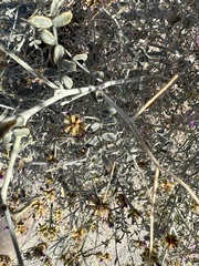 Psorothamnus emoryi emoryi