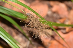 Carex erinacea