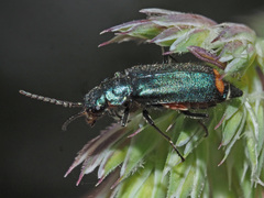 Malachius bipustulatus