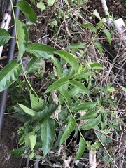 Heliotropium sarmentosum