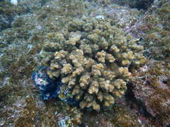 Pocillopora