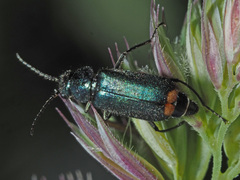 Malachius bipustulatus