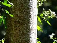 Ficus racemosa