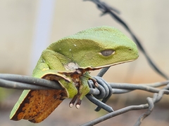 Phyllomedusa burmeisteri