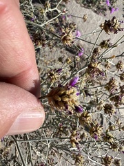 Psorothamnus emoryi emoryi