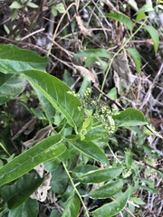 Heliotropium sarmentosum