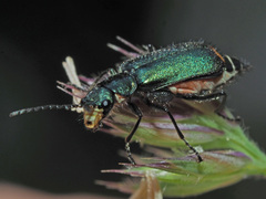Malachius bipustulatus